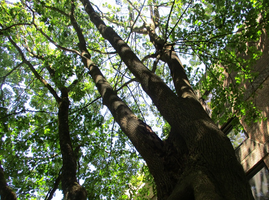 Baumkontrolle Baumkataster Baumwertermittelung ökologische Baubegleitung